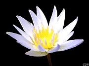 Flower Digital Art by Charlie Roman