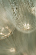 Flower Electrifying Photograph by Gwen Gibson