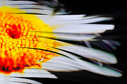 Flower in the Wind Photograph by Jonas Luis