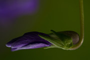 Flower Photograph by Rudy Viereckl