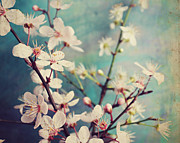 Flower Season Photograph by Lupen Grainne