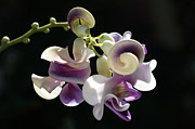 Flower-snail Flower Photograph by Joy Watson Flower-snail Flower Photograph by Joy Watson