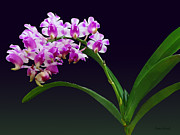 Flowers - Aerides Lawrenciae X Odorata Orchid Photograph by Susan Savad Flowers - Aerides Lawrenciae X Odorata Orchid Photograph by Susan Savad
