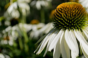 Flowers - Echinacea White Swan Photograph by Scott Lyons Flowers - Echinacea White Swan Photograph by Scott Lyons