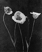 Flowers In Louise Beebe Wilder's Garden Photograph by Harry G. Healy