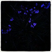 Flowers Like Stars Photograph by CML Brown