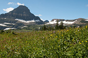 Flowers on Logan Pass Photograph by Bruce Gourley
