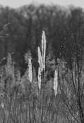 Fluffy Marsh Grass Photograph by Pete Federico