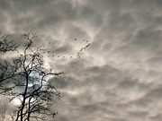 Fly By Photograph by Azthet Photography