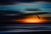 Flying Into The Sunset Photograph by Hannes Cmarits