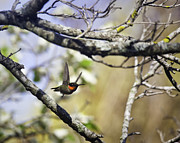 Flying Jewel Photograph by Michael Dougherty