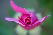 Flying Rose Photograph by Lisa Chorny Flying Rose Photograph by Lisa Chorny
