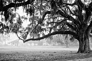 Foggy Morning on Coosaw Plantation Photograph by Scott Hansen