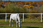 Foliage at the Farm Photograph by Tammie Miller