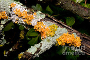 Foliose And Fruticose Lichens On Dead Photograph by Gregory G. Dimijian