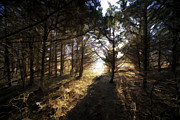 Follow Me into the Light Photograph by David Letts