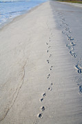Footprints and Pawprints Photograph by Diane Macdonald