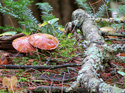 Forest Floor Photograph by Azthet Photography