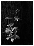 Forest Light Photograph by Frank J Casella