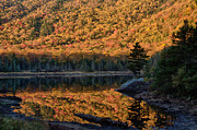 Forest reflection Photograph by Jeff Folger