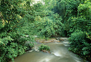 Forest River Rapids Photograph by Science Photo Library