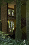 Forest Stairway Photograph by Jeanette French