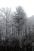 Forest With Freezing Fog Photograph by Daniel Reed Forest With Freezing Fog Photograph by Daniel Reed