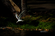 Forster's Tern 6243 F Digital Art by James Ahn