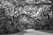 Fort Clinch Live Oaks Photograph by Dawna Moore Photography