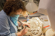Fossil Preparation Photograph by Science Photo Library