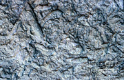 Fossils From The Grand Canyon Photograph by William H. Mullins