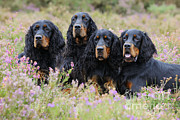 Four Gordon Setters Photograph by John Daniels Four Gordon Setters Photograph by John Daniels