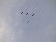 Four Pelicans Photograph by Peggy King