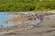 Four Species of Birds at Roost on Tampa Bay Beach Photograph by Jeff at JSJ Photography