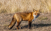 Fox 7282 Photograph by Cathy Kovarik