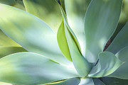 Fox Tail Agave Photograph by Julie Palencia