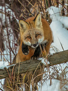 Fox Trot Photograph by Kevin Dietrich