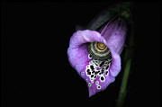 Foxglove 0099 Photograph by Damon Clarke