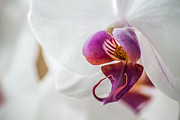 Fragile Beauty Photograph by Hannes Cmarits