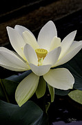 Fragrance and Beauty Photograph by Julie Palencia