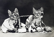 Frees Kittens, C1915 Photograph by Granger