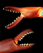 Freshwater Crab Claws Photograph by Science Photo Library