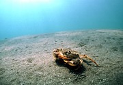 Freshwater Crab Photograph by Science Photo Library
