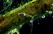 Freshwater Hydra Photograph by Science Photo Library
