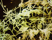 Freshwater Phytoplankton Photograph by Science Photo Library