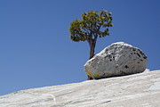 Friends in Yosemite Boulder and Tree Photograph by Bruce Gourley