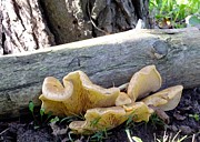 Frilly Fungus Photograph by Peggy King