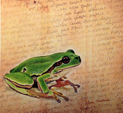 Frog on Paper Drawing by Ana Tirolese