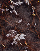 Frost Plumes Photograph by Tom Daniel