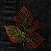 Frost Tinged Raspberry Leaf Photograph by Fred Denner
